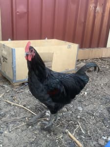 Young rooster and pigeons for sale