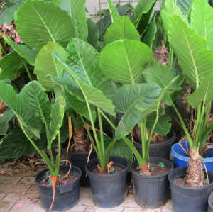 Large elephant ear plants 70cm up to 1.2 meter from $25