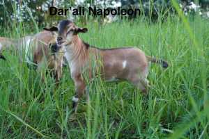 Nigerian Dwarf Goat - Buckling