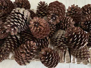 Medium Size Pine Cones x30