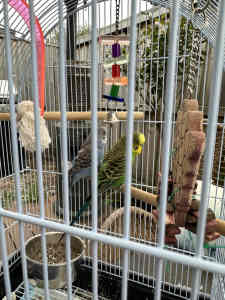 2 budgies and cage for sale
