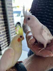 Two lovely Cockatiels
