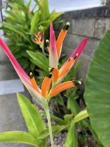 Heliconia Sassy Stunning Colours Cheap Multi planted 300mm pot. 