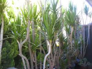 Potted large dracaena plants, discounts for multi-purchases