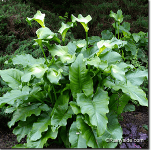 Green Goddess Lily small new plants
