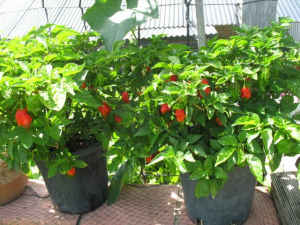 Potted red habanero chilli plants (The world hottest chilli)