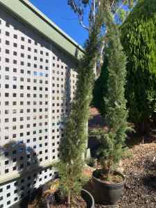 Cupressus Glauca (Pencil Pine) Trees