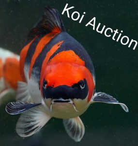 KSA Koi Auction Saturday 4th May 2024