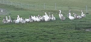 Goose Gander Pilgrim Geese