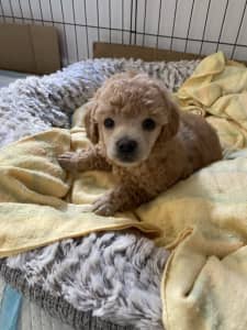 DNA CLEAR ,TINY TOY POODLE PURE BREAD.