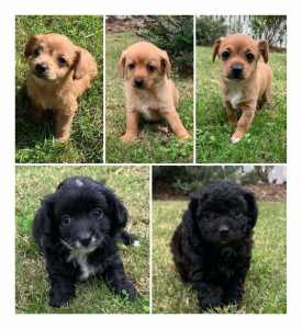 CHIPOO PUPPIES (Toy Poodle X Chihuahua) 5 puppies For Sale.