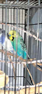 male budgie