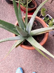 Aloe vera plant very healthy. 