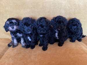 Adorable Toy Cavoodle Puppies - Boys & Girls