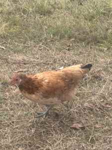 Young Pullet Hen For Sale!!!!