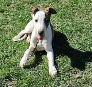 Whippet puppies lithgow 