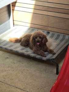 Entire 3.5 year old female 1st generation cavoodle