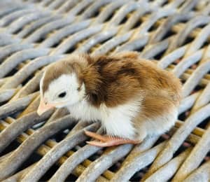 Guinea Fowl Keets - DAY OLD