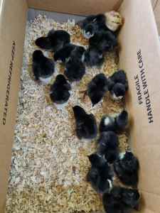Australorp Chicks, Eggs, Roosters, Hens, transport cages