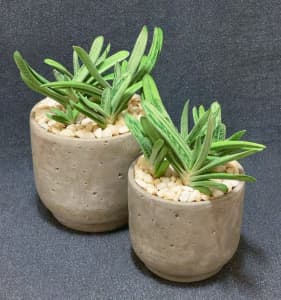 Gasterias in decorative cement pots _ $25 / $35 - both for $50