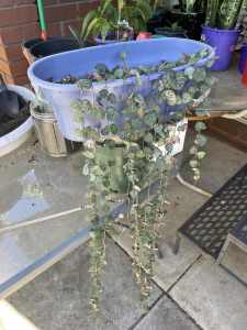 Chain of hearts plant