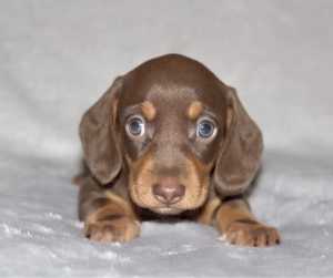 Chocolate choc and tan mini miniature dachshund