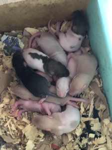 Baby rats male and female available soon