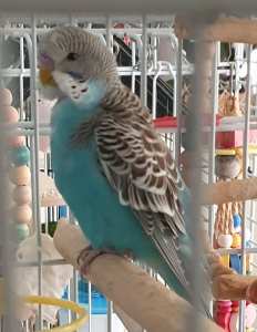 2 baby budgies 1 blue 1 pale lilac $30 ea