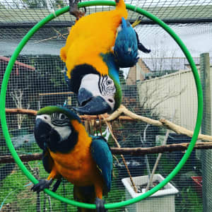 Blue and Gold Macaw hen