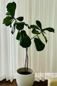 Fiddle Leaf Fig in White Pot