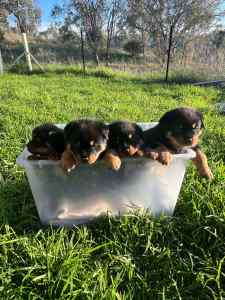 Rottweiler Puppies - 6 weeks old 26.4. Amazing temperament!