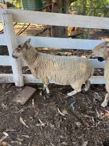 Ewe lambs and ewes for sale