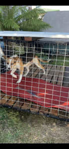Pet enclosure