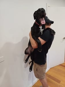 Two 5 month old great dane x bullarab puppies for sale