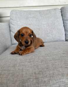 Miniature boy dachshunds 