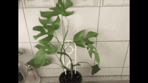 Assorted indoor plants