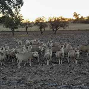 Merino ewes for sale