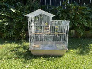 1 year old female Budgie with cage and food