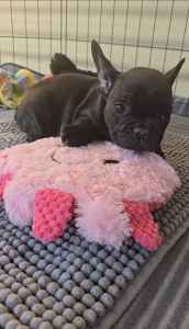 purebred french bulldog pups
ready to leave 14th April
registered bree