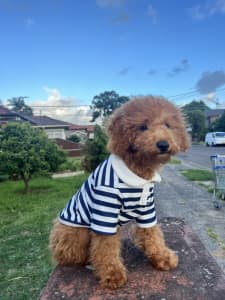 Toy cavoodle 4months old for sale