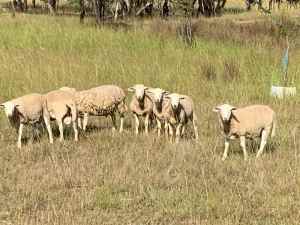 Aussie white ram lambs