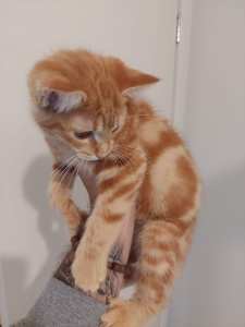 cute kitten for sale