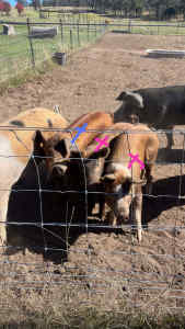 Tamworth x Berkshire Pigs