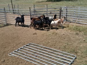 100 Mixed sex xbred goats