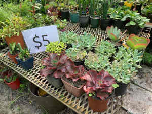 Cheap plants