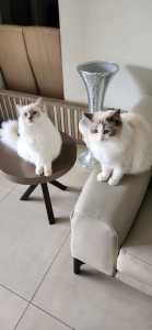 Ragdoll Brothers for rehoming