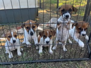 Jack Russell Puppies - Short Haired *READY FOR HOMES NOW*