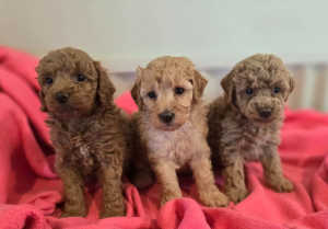 Toy Cavoodles puppies