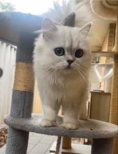 Banshee - Perth Animal Rescue Inc vet work cat/kitten