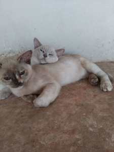 Gorgeous burmese kittens - price negotiable